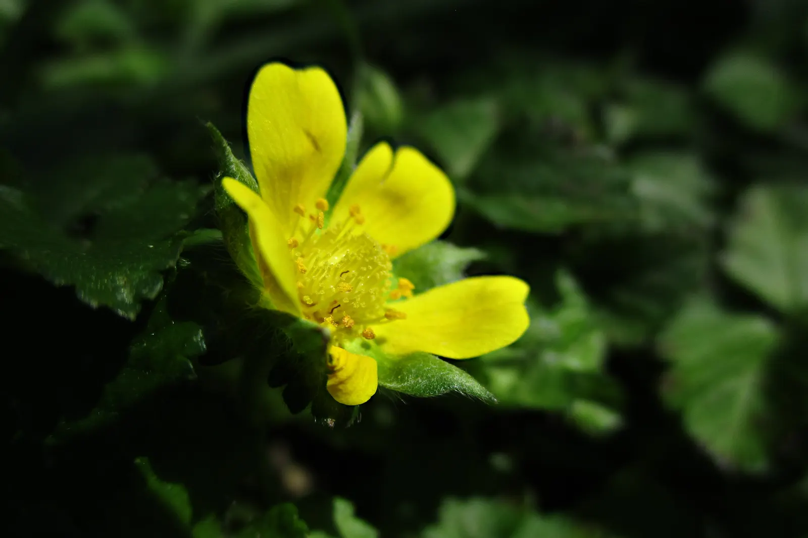 Indian Mock Strawberry (Duchesnea Indica) — typically around 0.5 inch in diameter; although the berries resemble the common strawberry, image 59