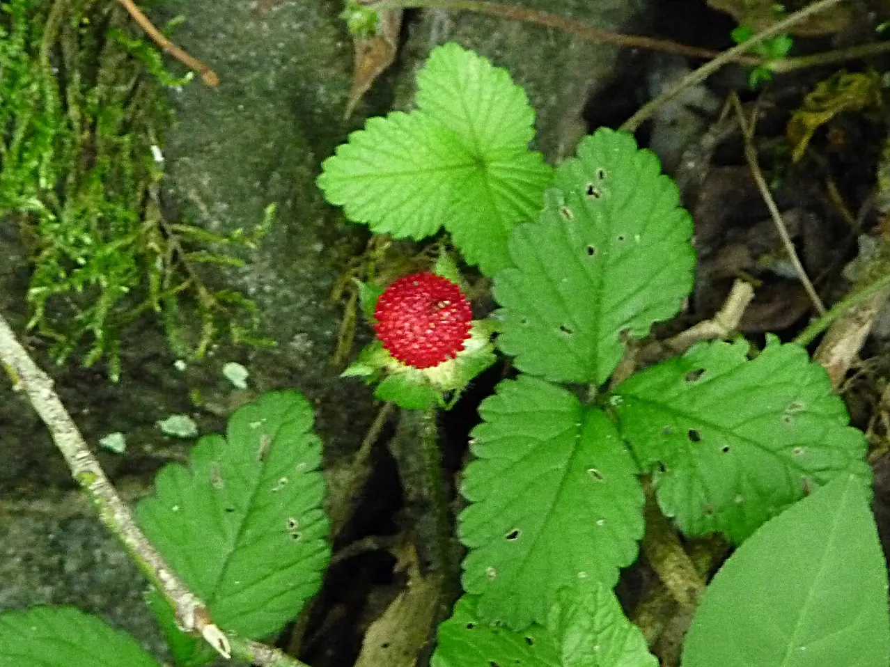 Indian Mock Strawberry (Duchesnea Indica) — yellow flowers in the garden; with each leaflet typically reaching a length of 1 to 3 inches, image 82