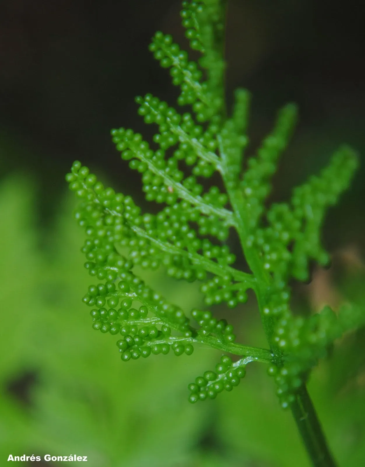 Rattlesnake Fern (Botrychium Virginiana) — It is a relatively low-maintenance plant