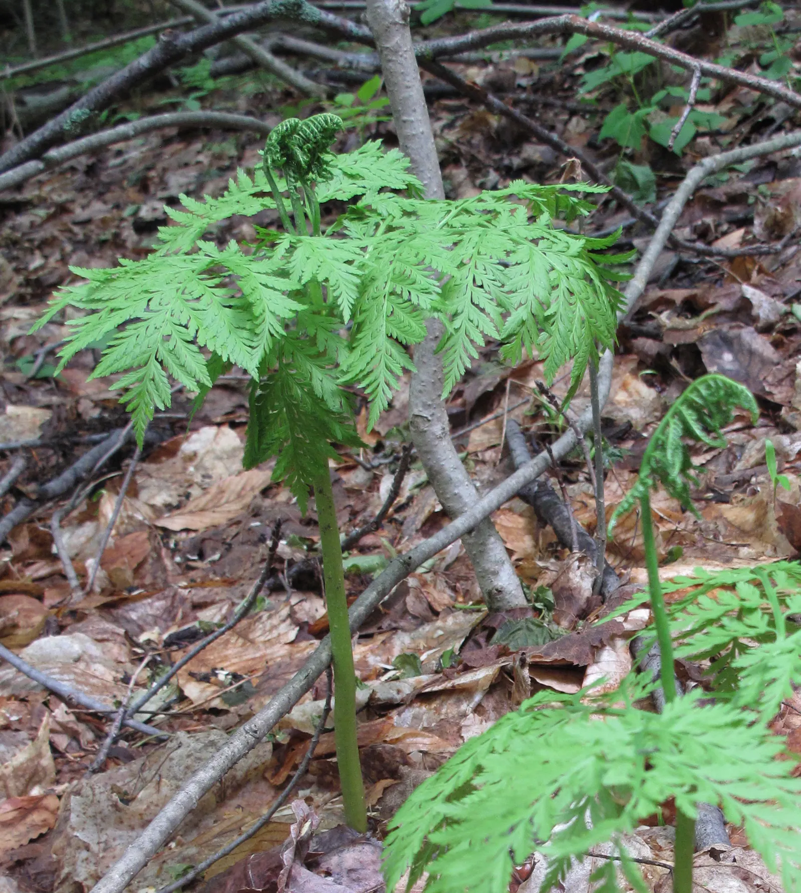 Rattlesnake Fern (Botrychium Virginiana) — often found under the canopy of deciduous woods where dappled sunlight prevails