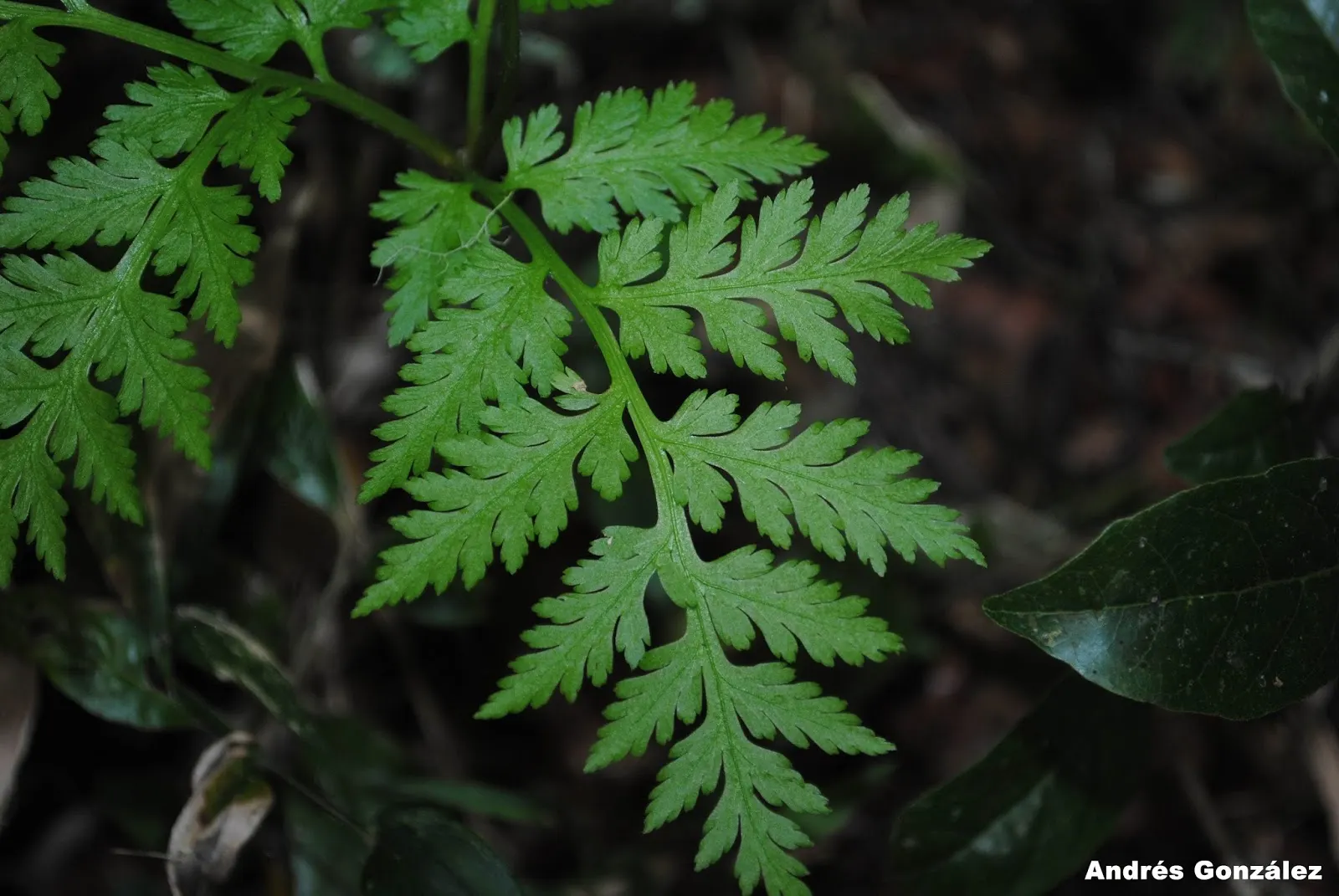 Rattlesnake Fern (Botrychium Virginiana) — Hardy in zones 3-8, it's a low-maintenance native fern; the Rattlesnake Fern reaches a modest height of 18 to 24