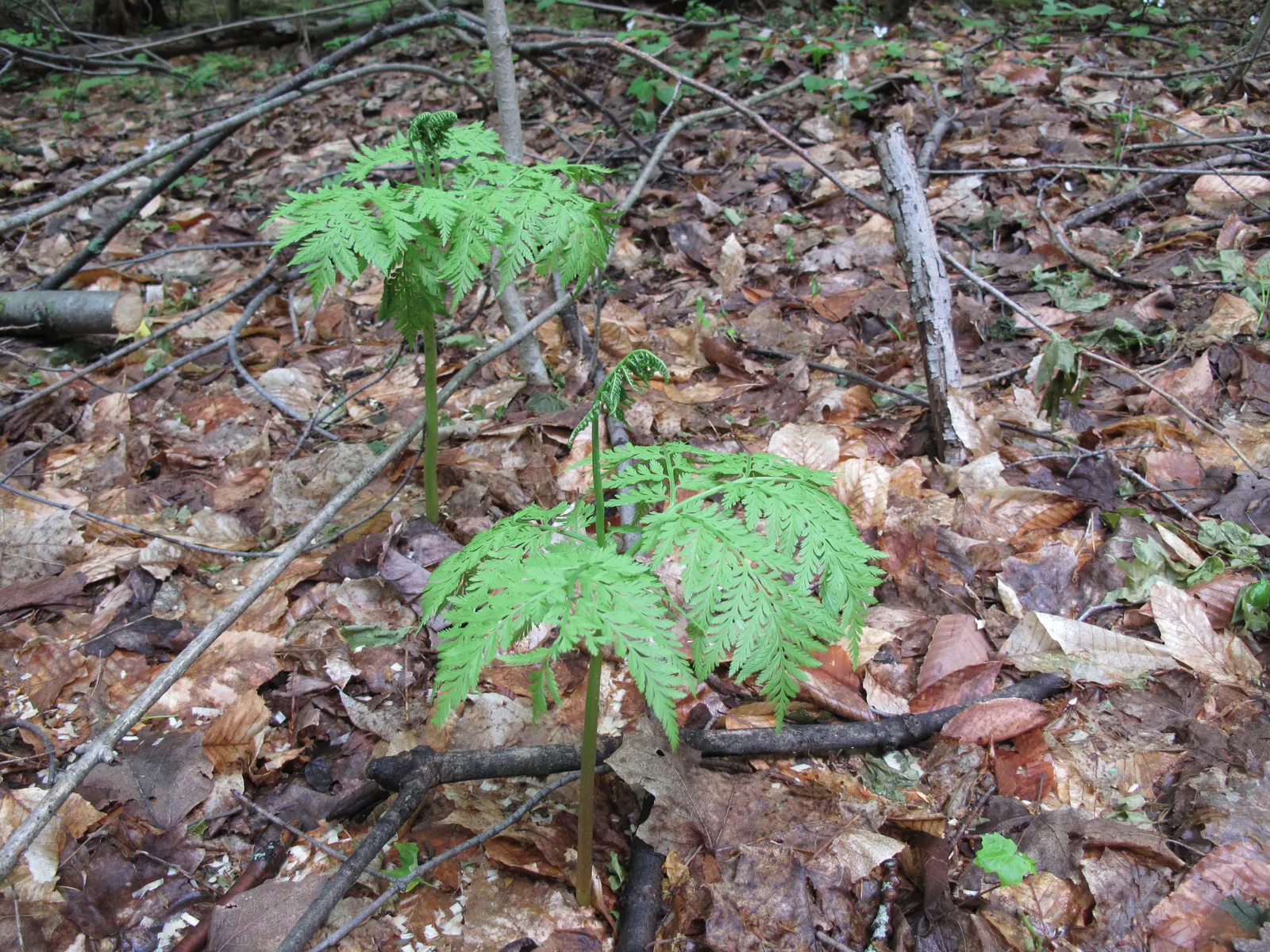 Rattlesnake Fern (Botrychium Virginiana) — making it a suitable choice for ground cover or as a woodland understory plant