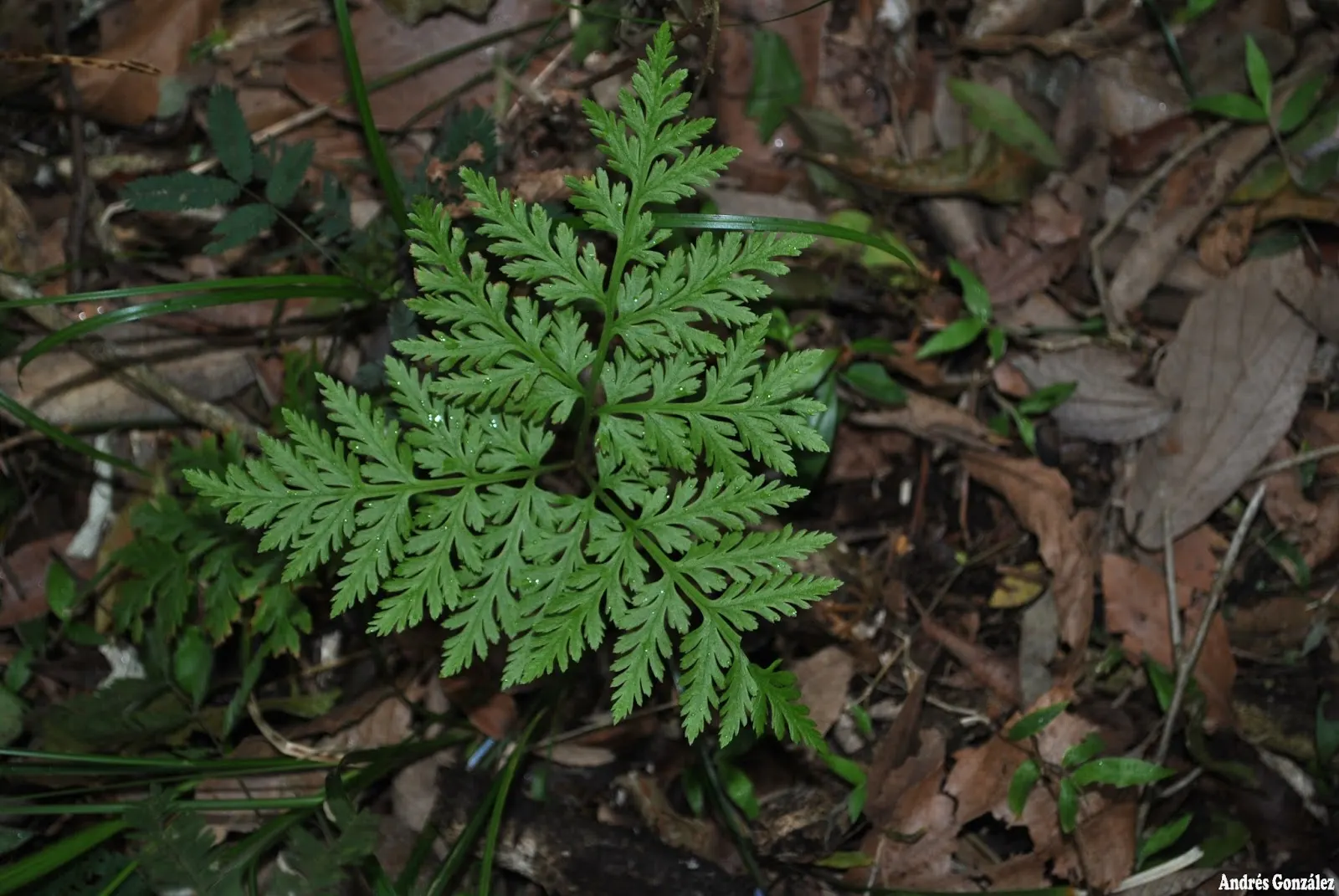 Rattlesnake Fern (Botrychium Virginiana) — Thriving in moist, shaded woodland areas, it prefers humus-rich soil; consider its preference for cool