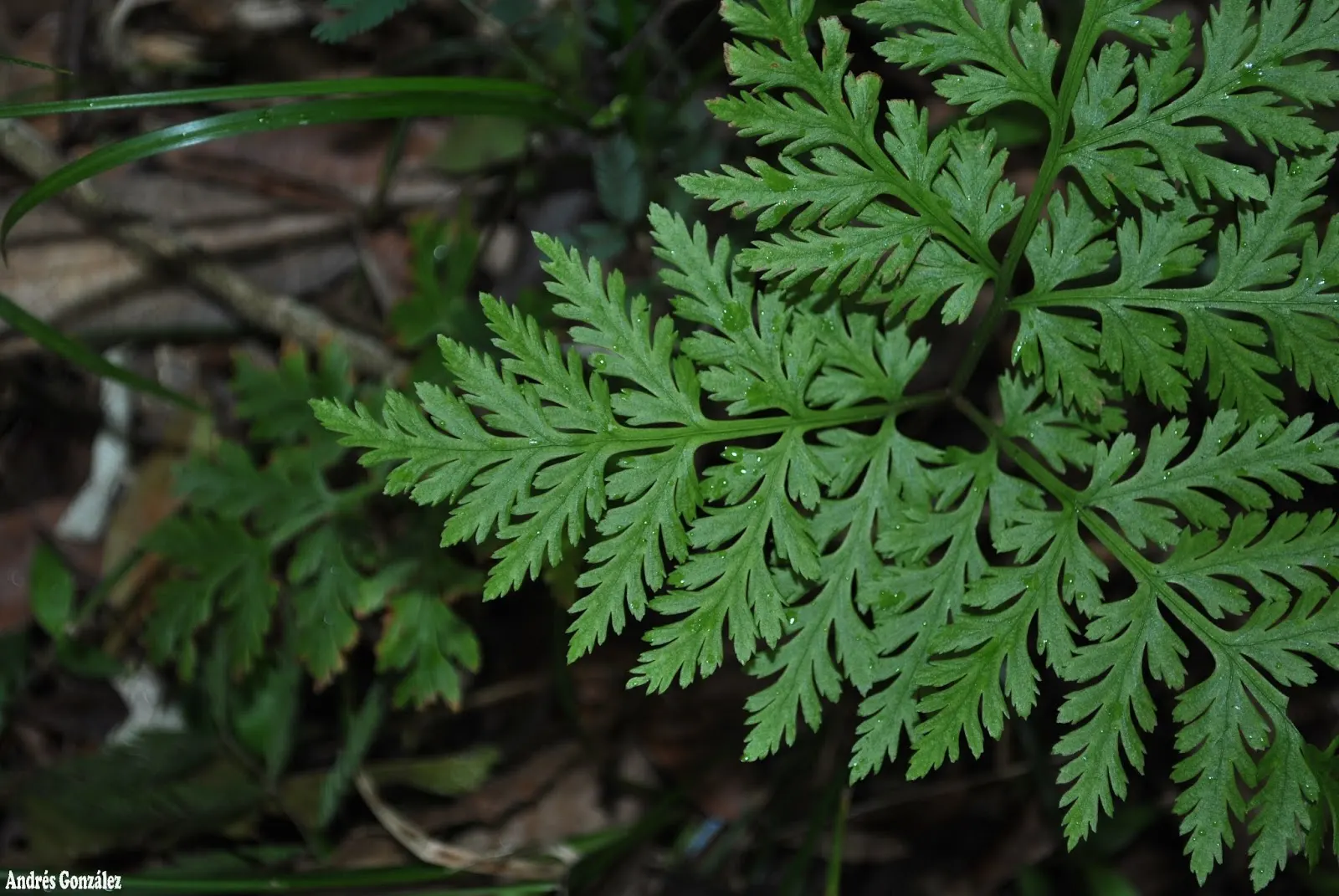 Rattlesnake Fern (Botrychium Virginiana) — and does not typically suffer from serious pest or disease issues