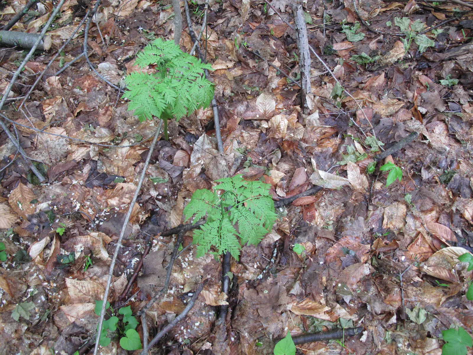 Rattlesnake Fern (Botrychium Virginiana) — scientifically known as Botrychium virginianum