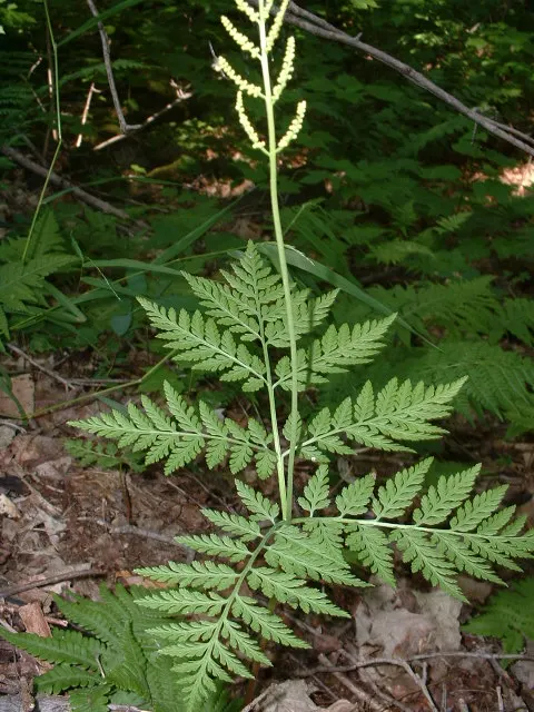 Rattlesnake Fern (Botrychium Virginiana) — shaded environments with well-draining organic soil