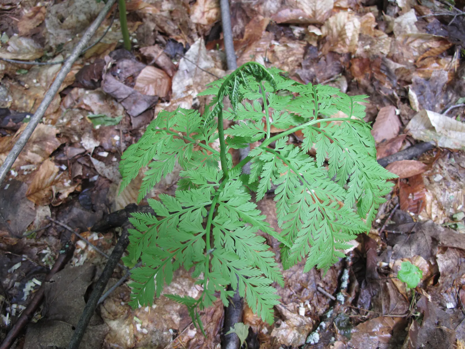 Rattlesnake Fern (Botrychium Virginiana) — the Rattlesnake Fern reaches a modest height of 18 to 24 inches with a similar spread