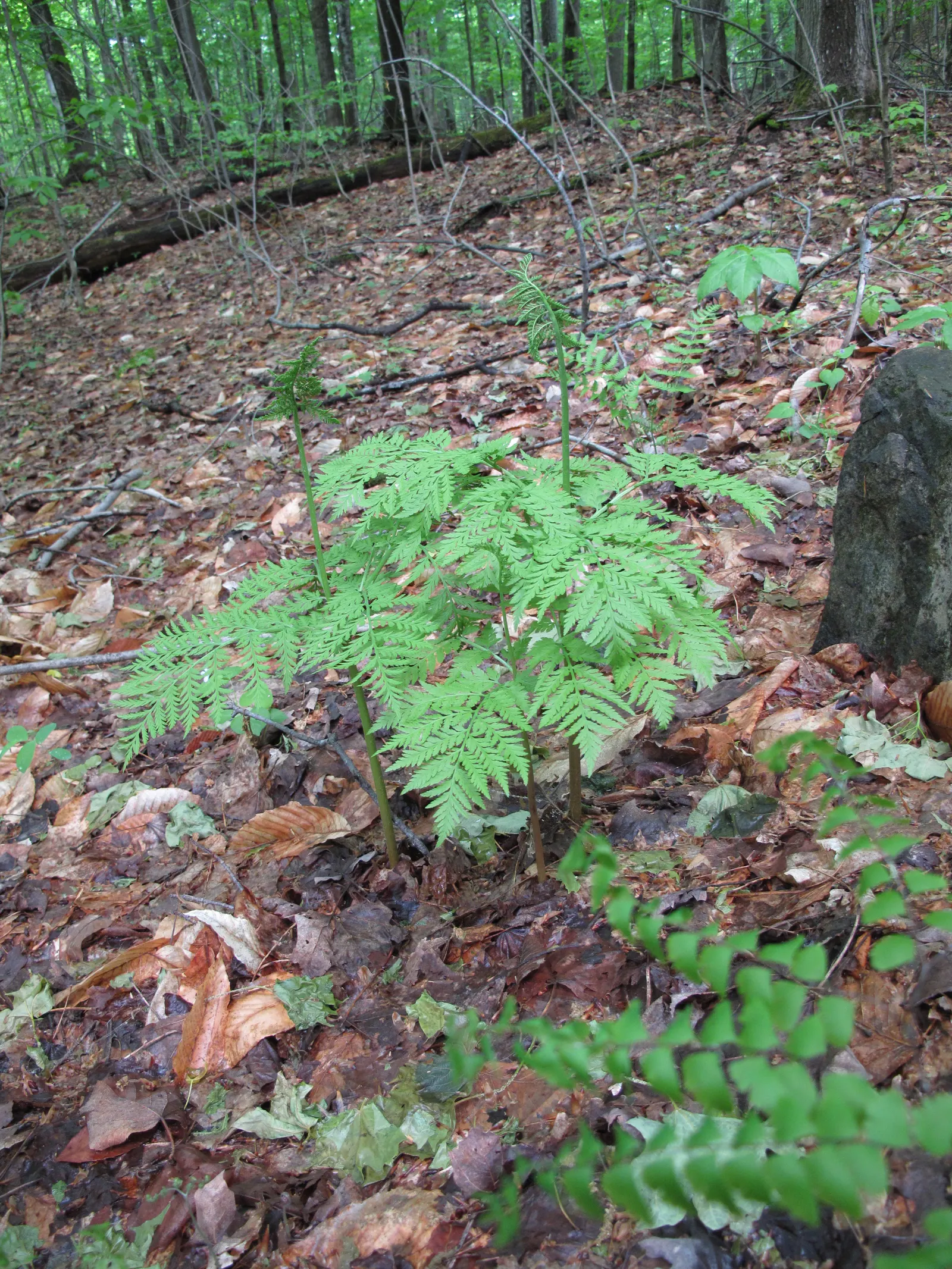 Rattlesnake Fern (Botrychium Virginiana) — The Rattlesnake Fern, Botrychium virginiana, typically grows 18-24 inches tall