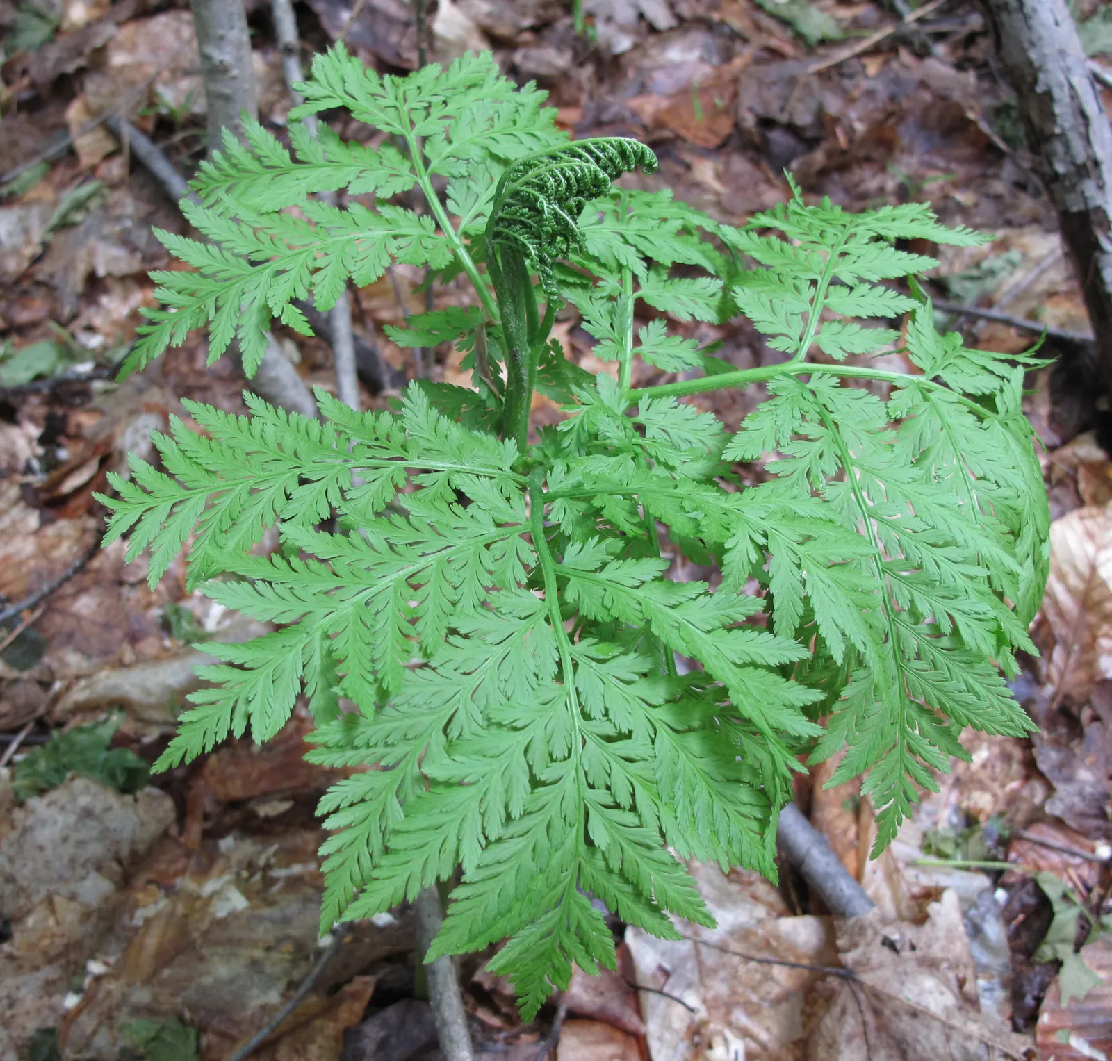 Rattlesnake Fern (Botrychium Virginiana) — The central fertile frond rises above the sterile frond