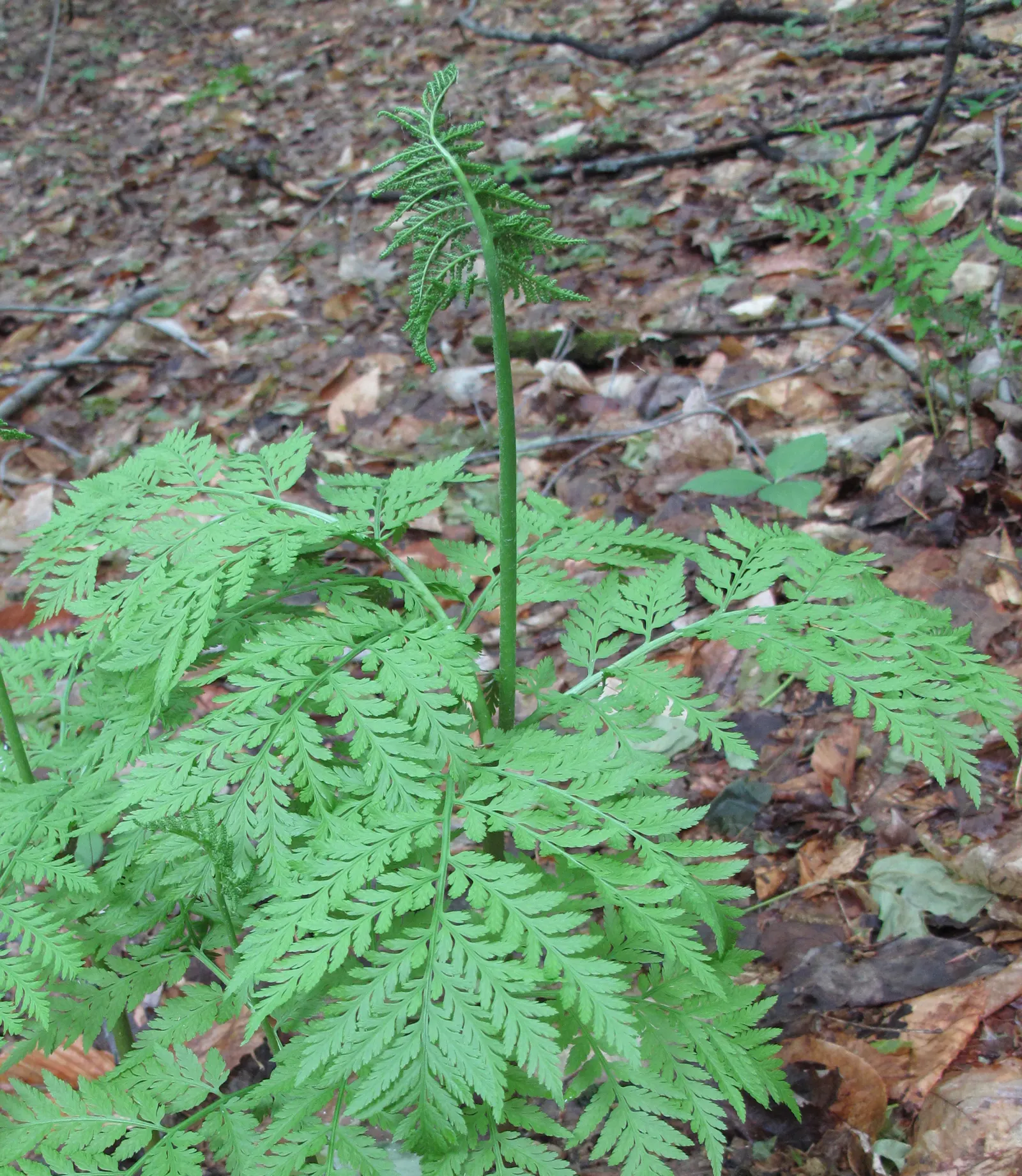 Rattlesnake Fern (Botrychium Virginiana) — such as Hostas and Trilliums