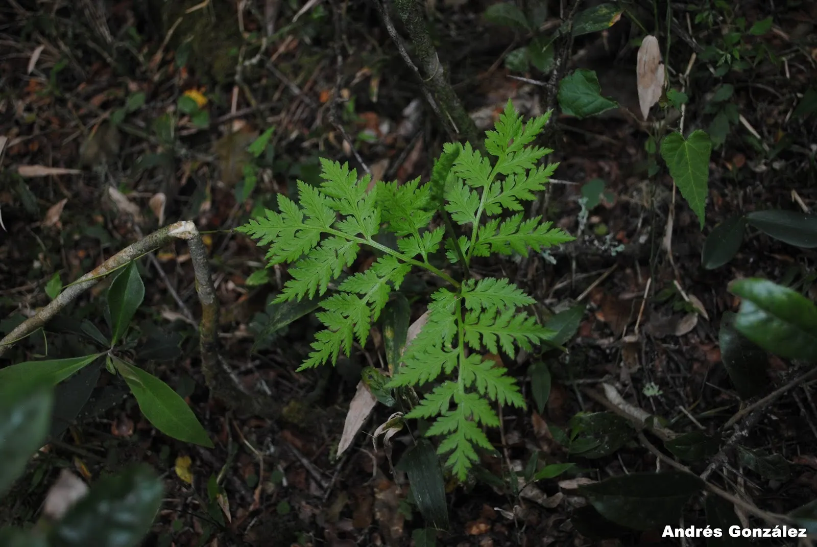 Rattlesnake Fern (Botrychium Virginiana) — This deciduous perennial is characterized by its unique, lanceolate leaflets forming a feather-like appearance; its