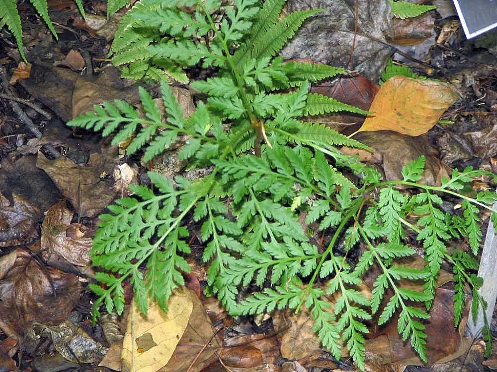 Rattlesnake Fern (Botrychium Virginiana) — presents a unique addition to partial to full shade garden landscapes; the Rattlesnake Fern, Botrychium virginiana