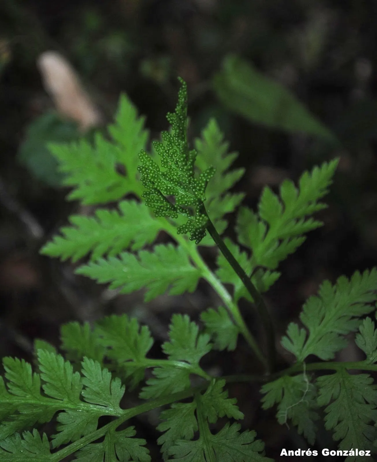 Rattlesnake Fern (Botrychium Virginiana) — Its brown, spore-bearing structures resemble a rattlesnake's tail, hence the name; hardy in zones 3-8, it's a