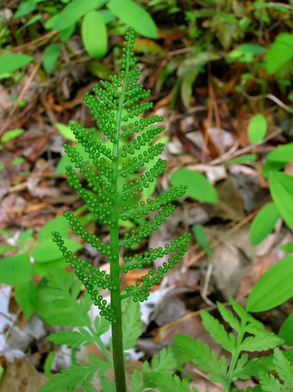 Rattlesnake Fern (Botrychium Virginiana) — Thriving in moist, shaded woodland areas, it prefers humus-rich soil