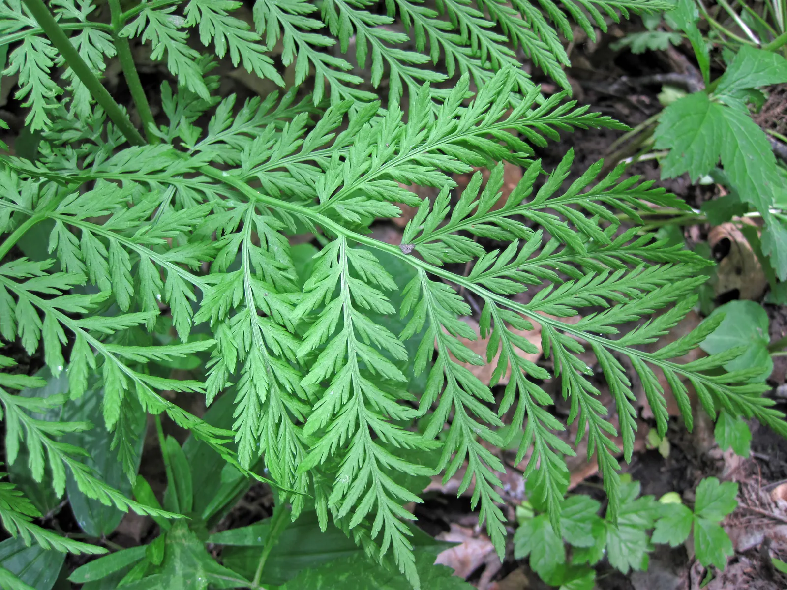 Rattlesnake Fern (Botrychium Virginiana) — Its common name alludes to the rattlesnake-like appearance of its fertile frond