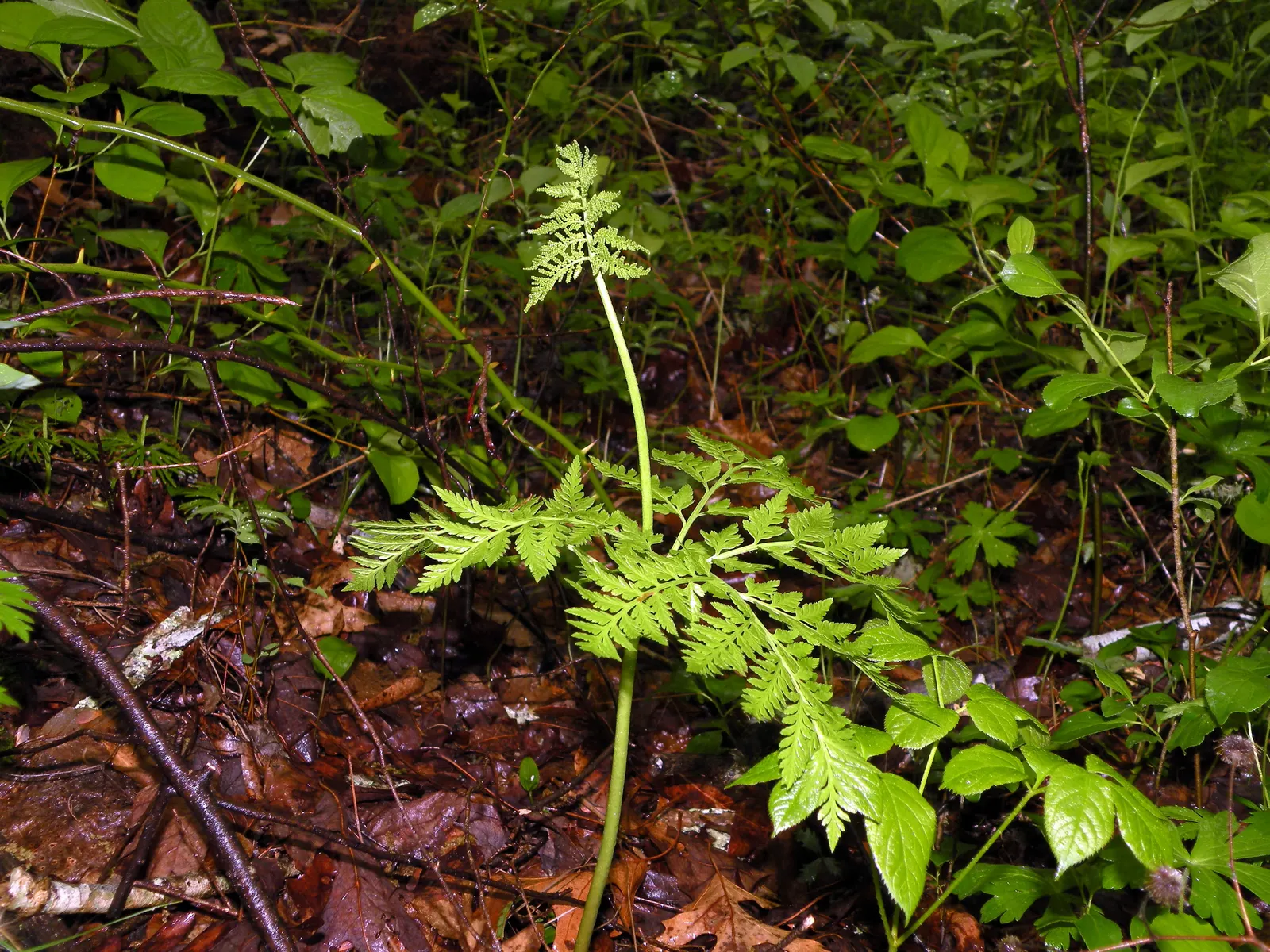 Rattlesnake Fern (Botrychium Virginiana) — which stands out among its fern companions.<br><br>Typically