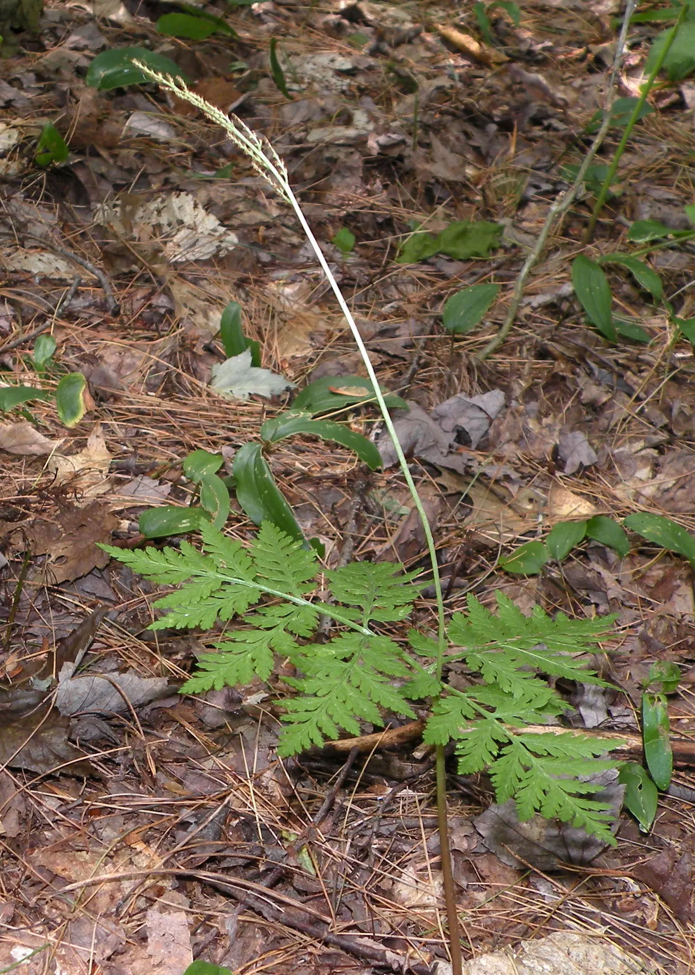 Rattlesnake Fern (Botrychium Virginiana) — It pairs well with other shade-loving perennials