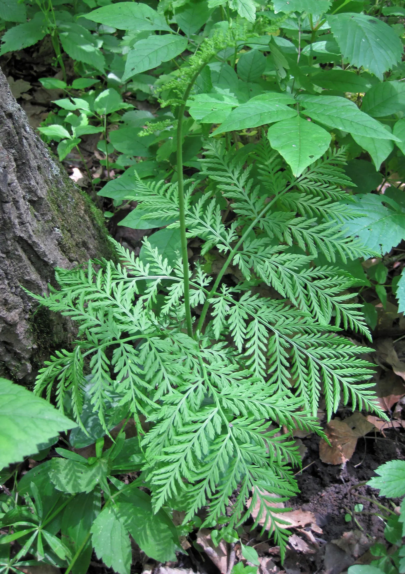 Rattlesnake Fern (Botrychium Virginiana) — It's an excellent choice for adding texture to shade gardens
