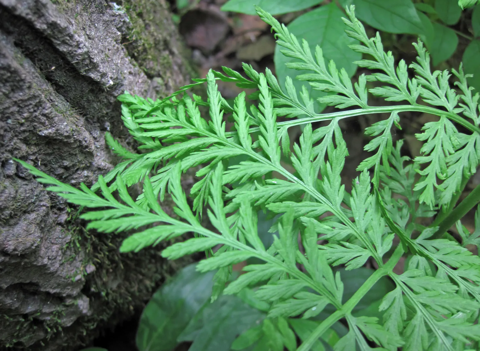 Rattlesnake Fern (Botrychium Virginiana) — This North American native perennial thrives in moist; presents a unique addition to partial to full shade garden