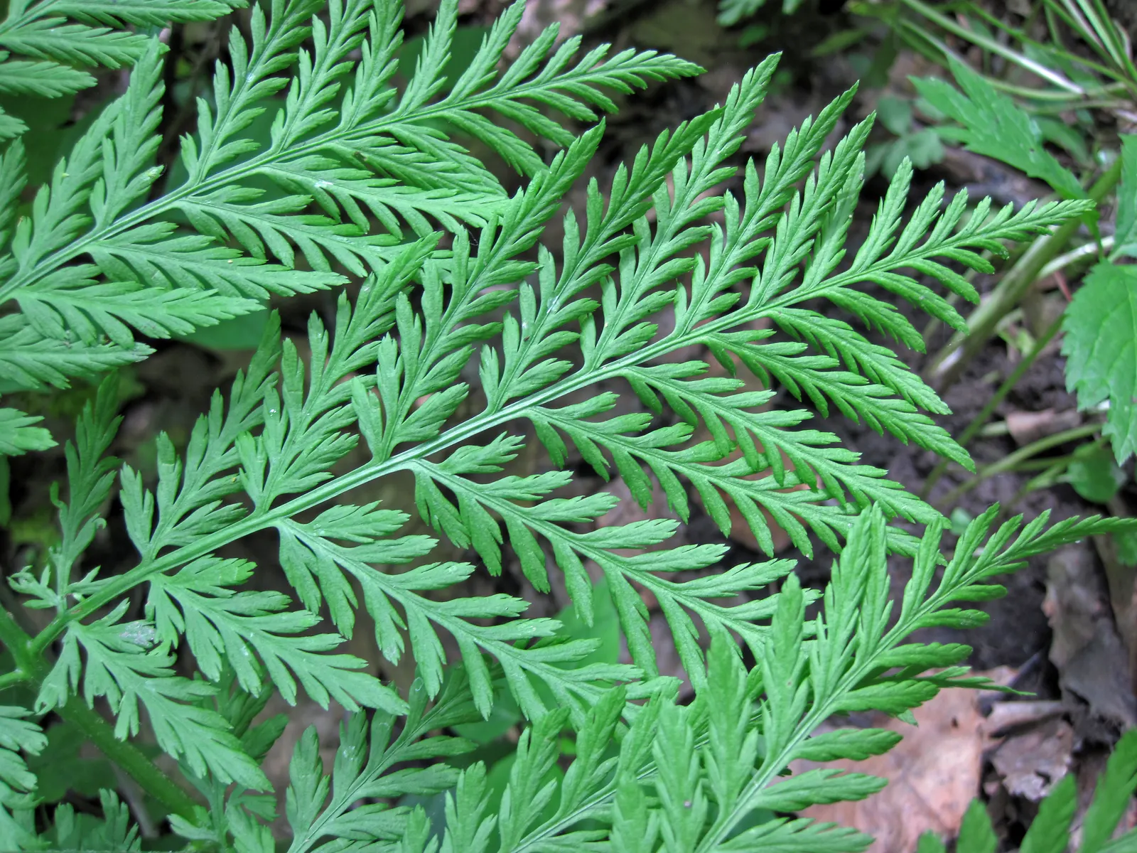 Rattlesnake Fern (Botrychium Virginiana) — Hardy in zones 3-8, it's a low-maintenance native fern