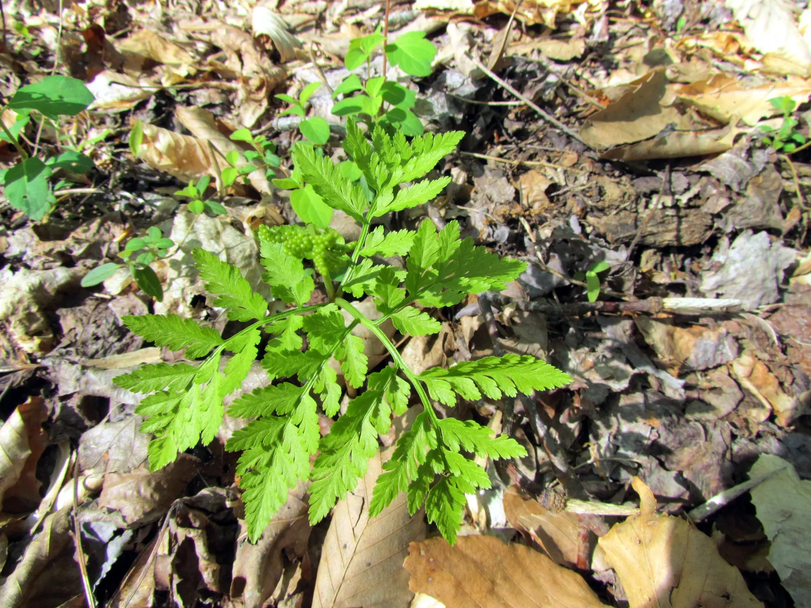 Rattlesnake Fern (Botrychium Virginiana) — requiring minimal care once established