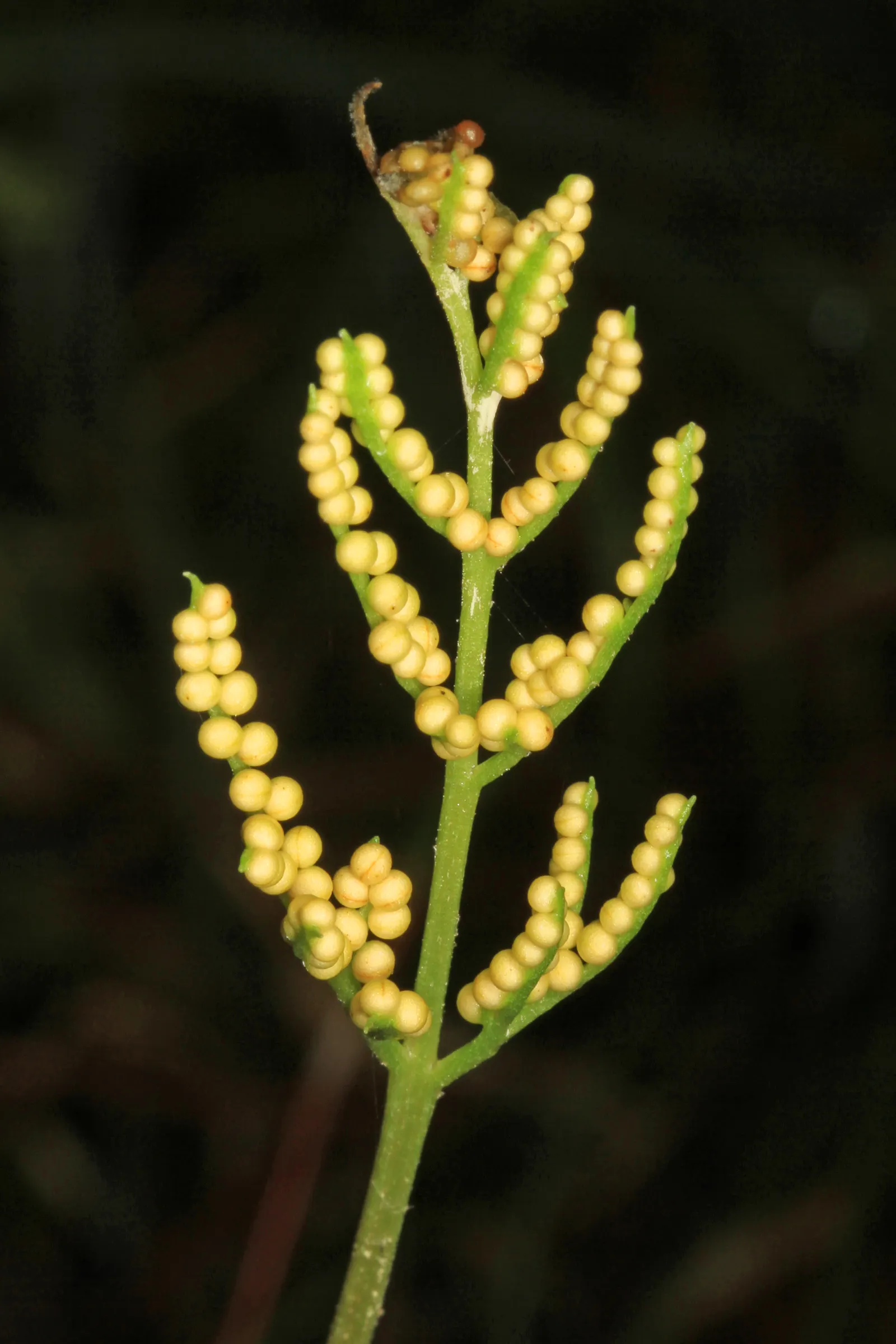 Rattlesnake Fern (Botrychium Virginiana) — This deciduous perennial is characterized by its unique, lanceolate leaflets forming a feather-like appearance
