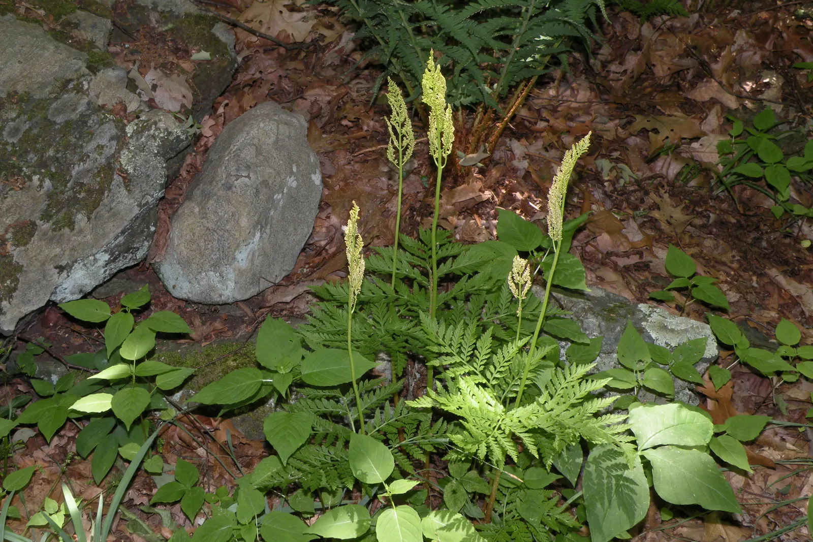 Rattlesnake Fern (Botrychium Virginiana) — The plant features a characteristic triangular-shaped