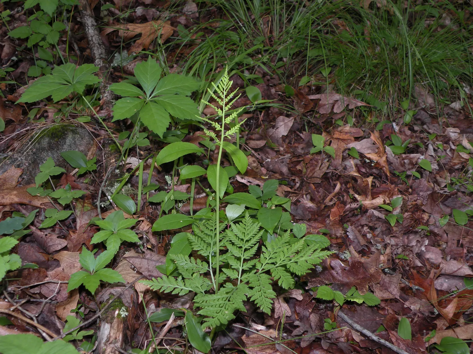 Rattlesnake Fern (Botrychium Virginiana) — The Rattlesnake Fern, Botrychium virginiana, typically grows 18-24 inches tall; it's an excellent choice for adding