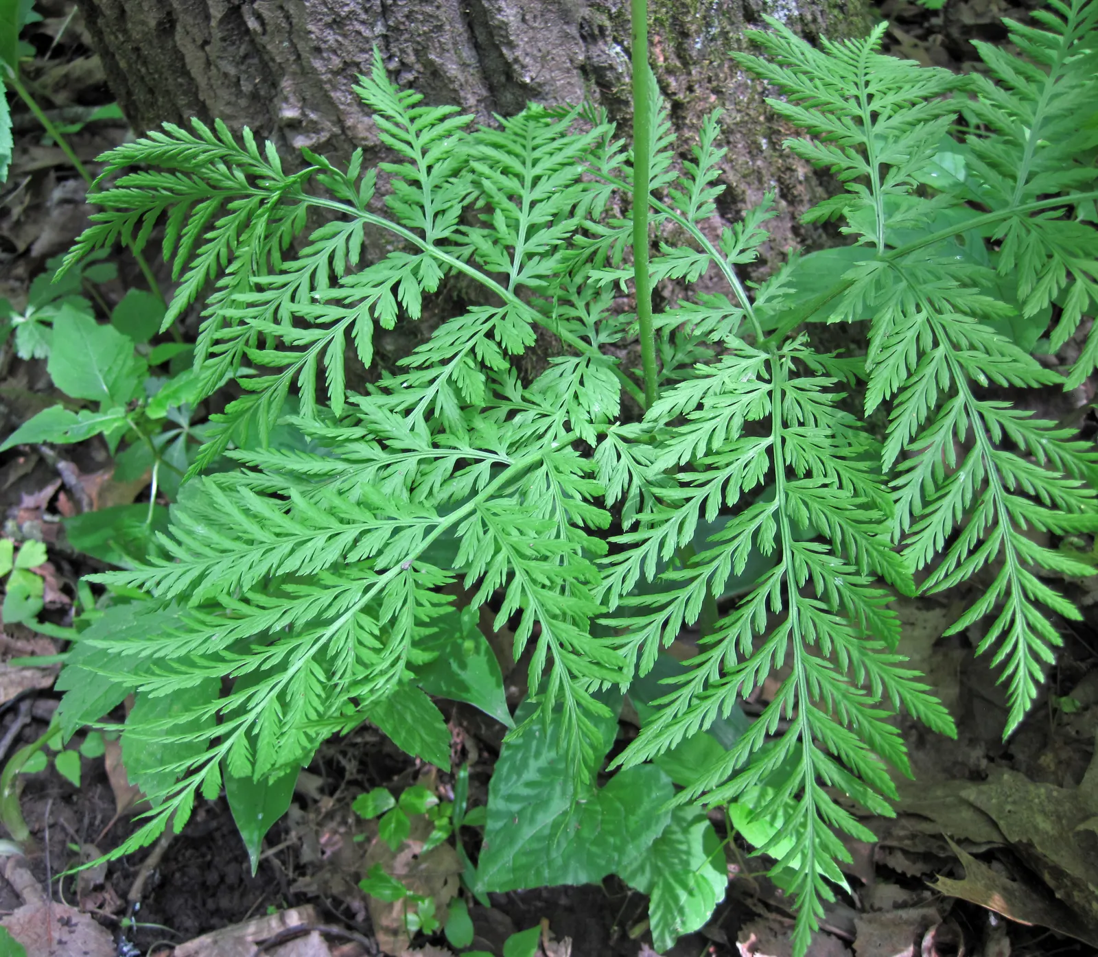 Rattlesnake Fern (Botrychium Virginiana) — It's an excellent choice for adding texture to shade gardens; and does not typically suffer from serious pest or