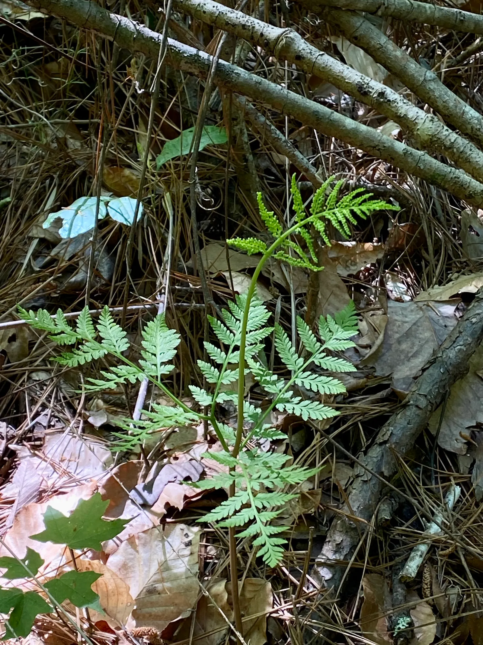 Rattlesnake Fern (Botrychium Virginiana) — or tripinnate green sterile frond which gracefully unfurls in the spring