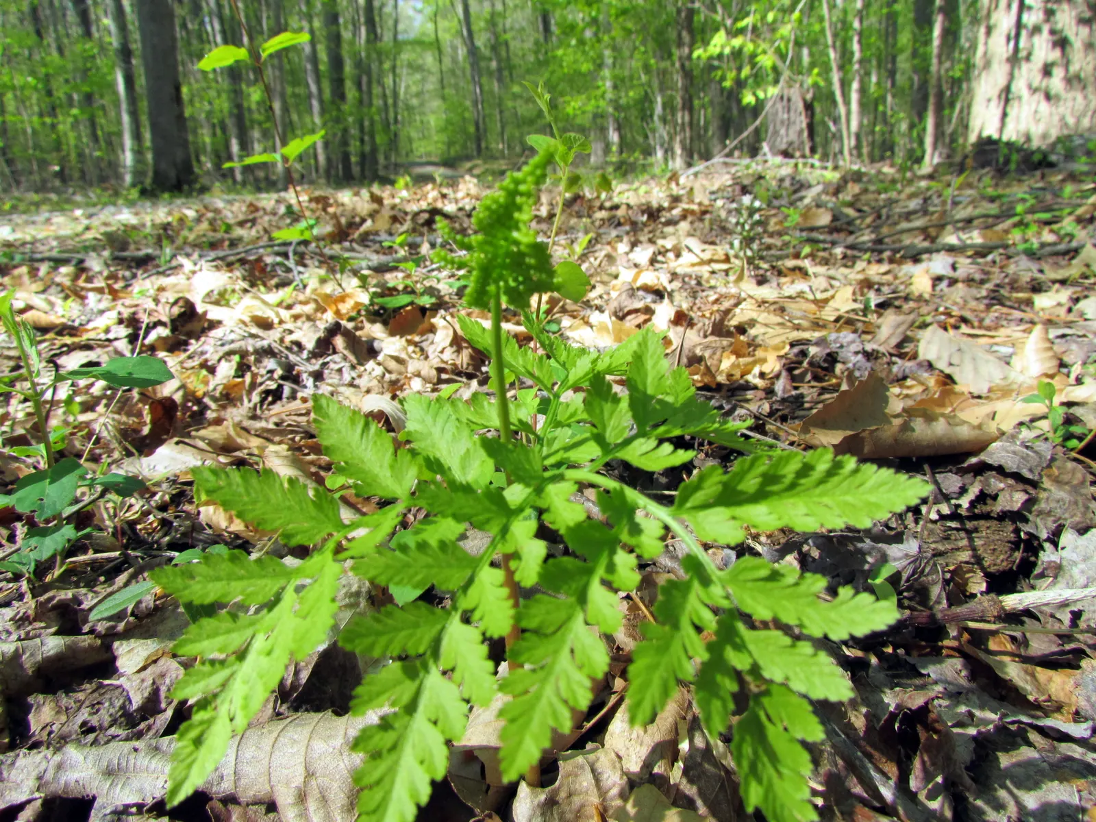 Rattlesnake Fern (Botrychium Virginiana) — indulging in the shared habitat