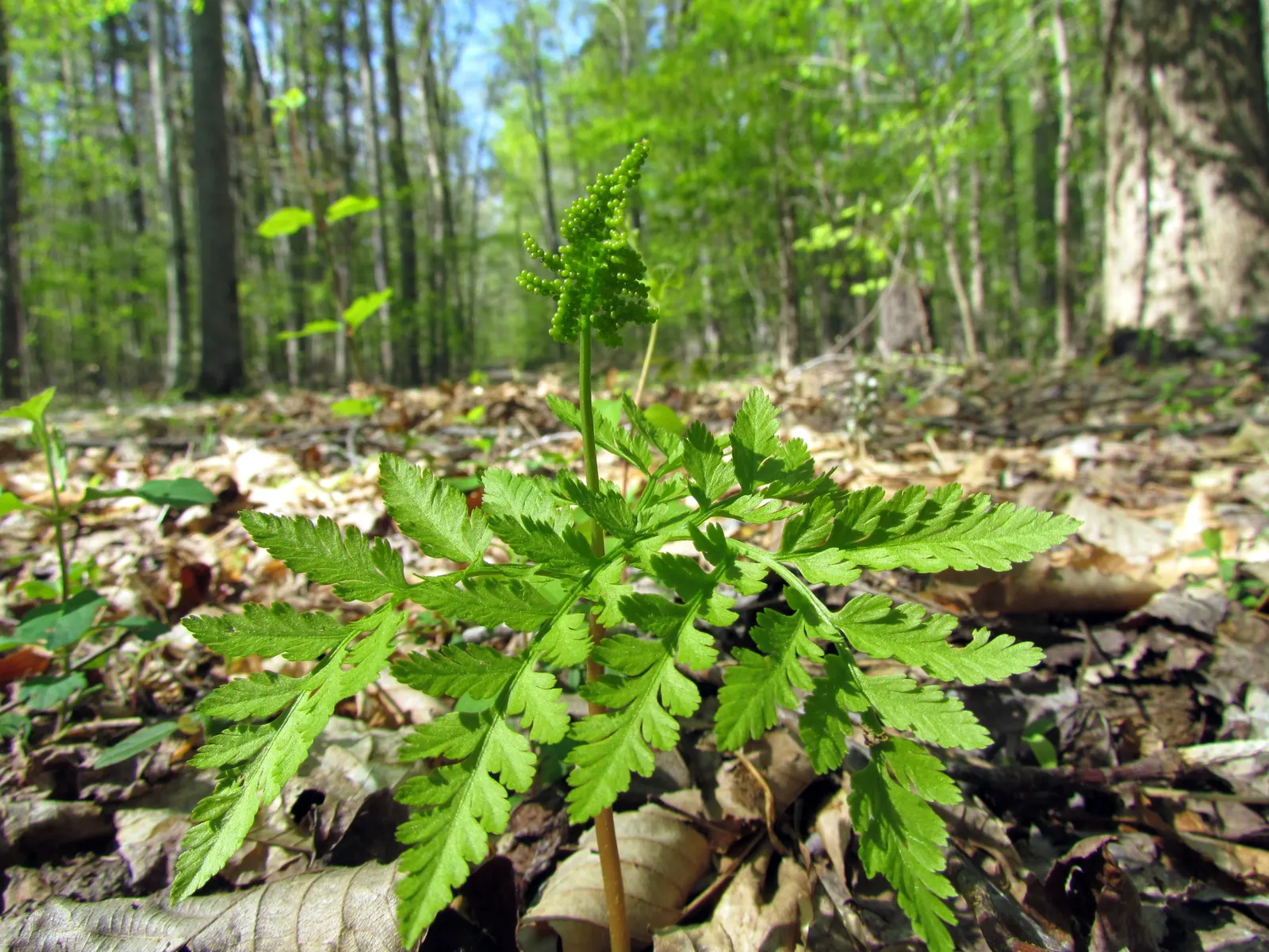 Rattlesnake Fern (Botrychium Virginiana) — fern / ground cover for shade