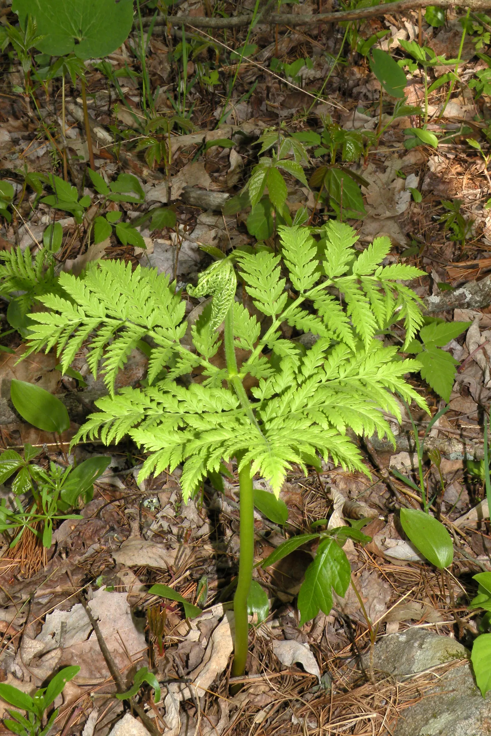 Rattlesnake Fern (Botrychium Virginiana) — consider its preference for cool