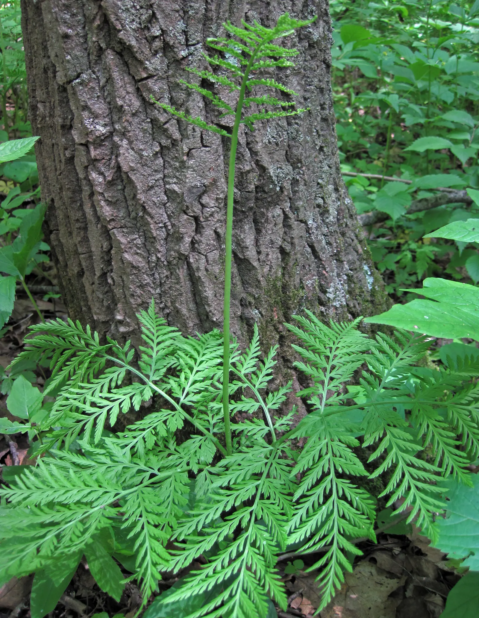 Rattlesnake Fern (Botrychium Virginiana) — This North American native perennial thrives in moist