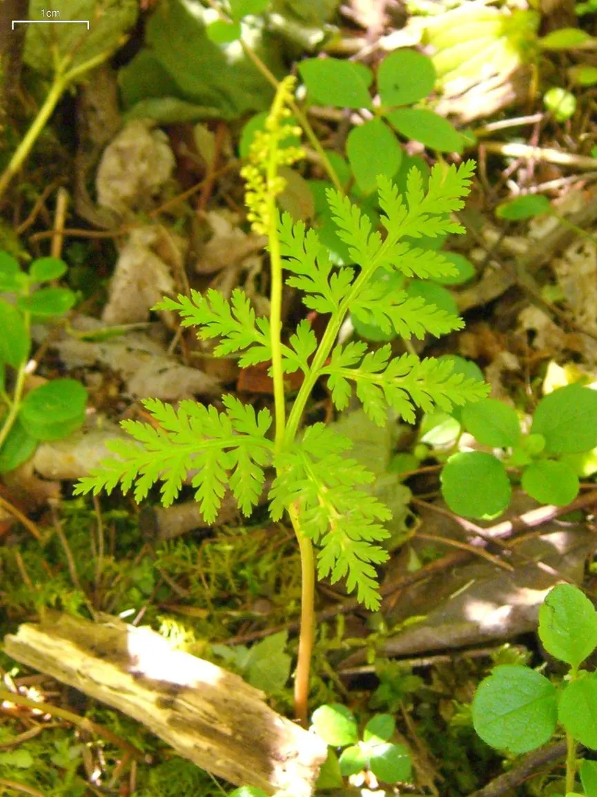 Rattlesnake Fern (Botrychium Virginiana) — presents a unique addition to partial to full shade garden landscapes