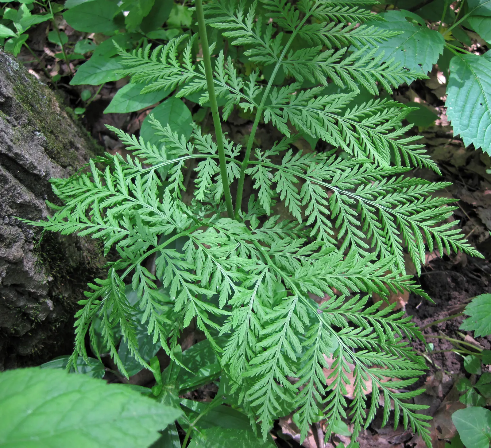 Rattlesnake Fern (Botrychium Virginiana) — scientifically known as Botrychium virginianum; it pairs well with other shade-loving perennials