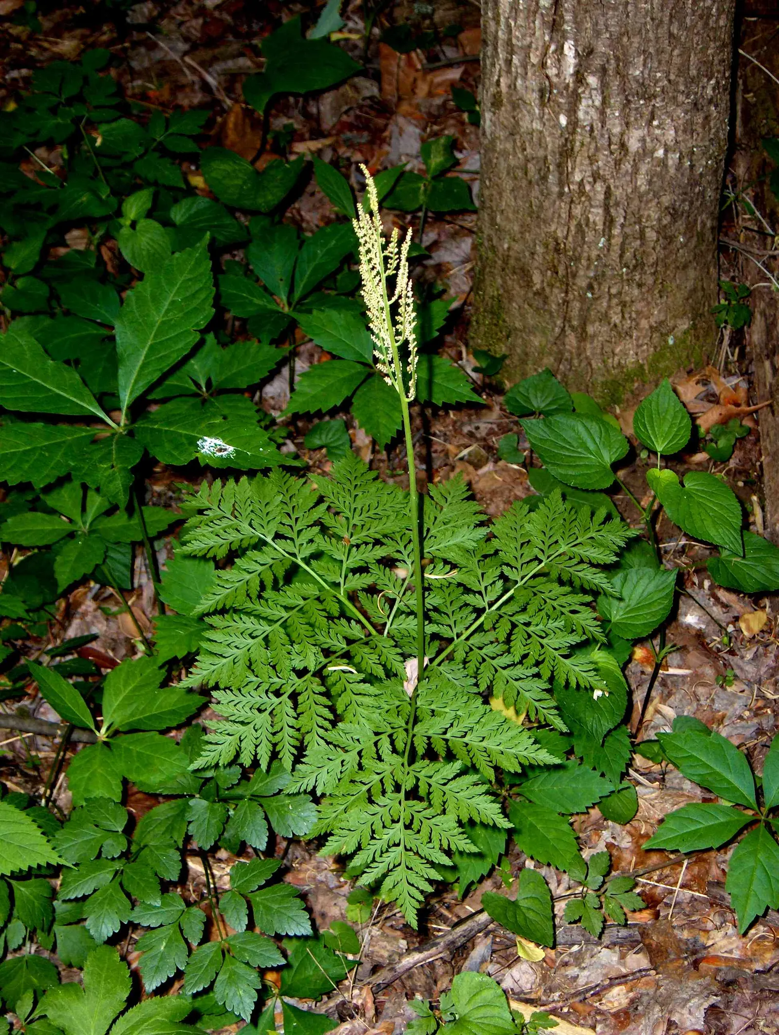 Rattlesnake Fern (Botrychium Virginiana) — Its brown, spore-bearing structures resemble a rattlesnake's tail, hence the name