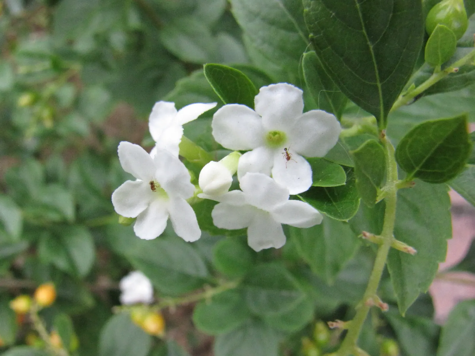 White Sky Flower (Duranta Erecta 'Alba') — although it can be kept smaller through regular pruning