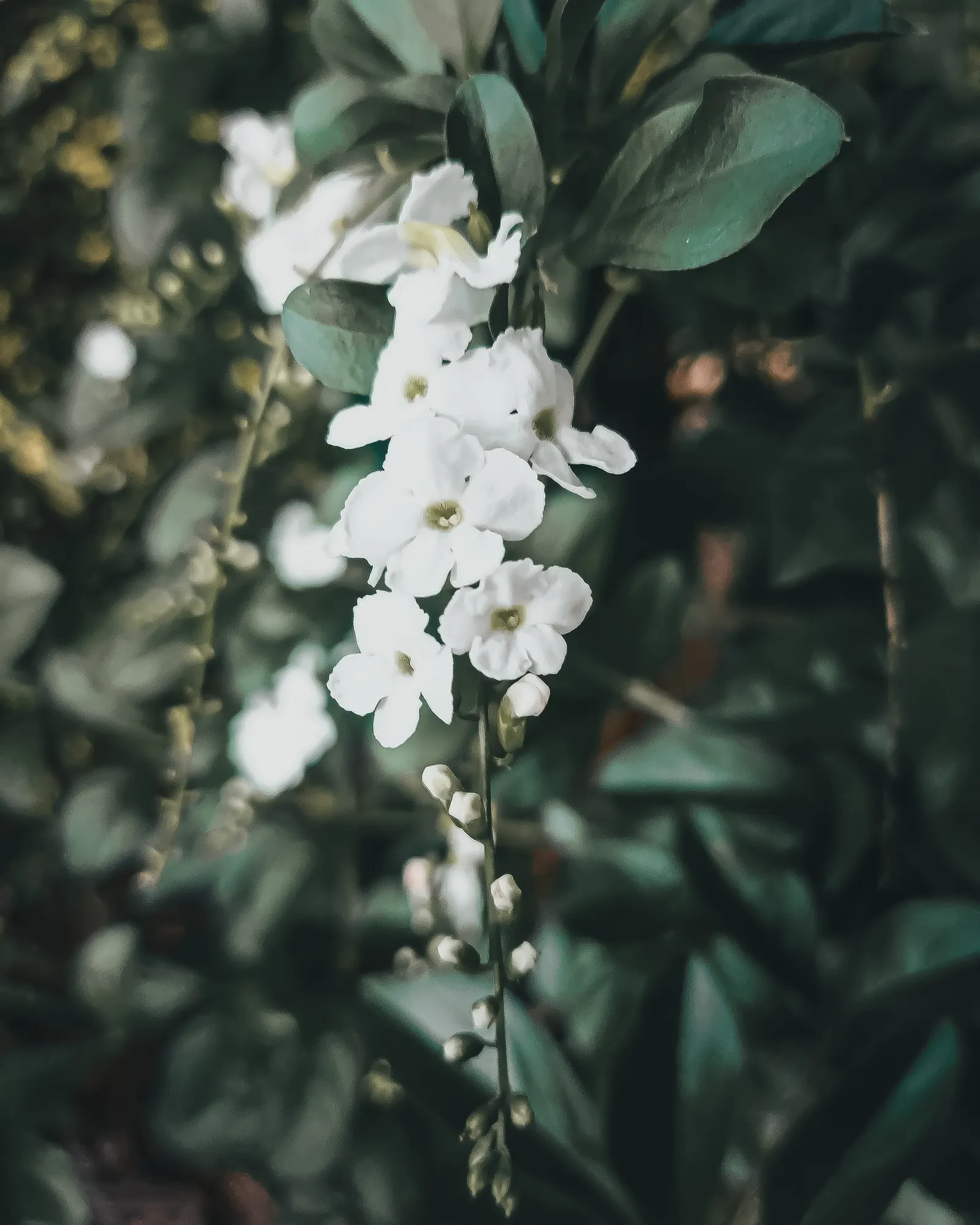 White Sky Flower (Duranta Erecta 'Alba') — Hardy in zones 10‚Äì11, use with caution as parts are toxic if ingested