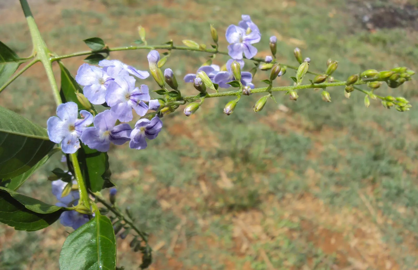White Sky Flower (Duranta Erecta 'Alba') — Prune regularly to maintain shape and encourage flowering