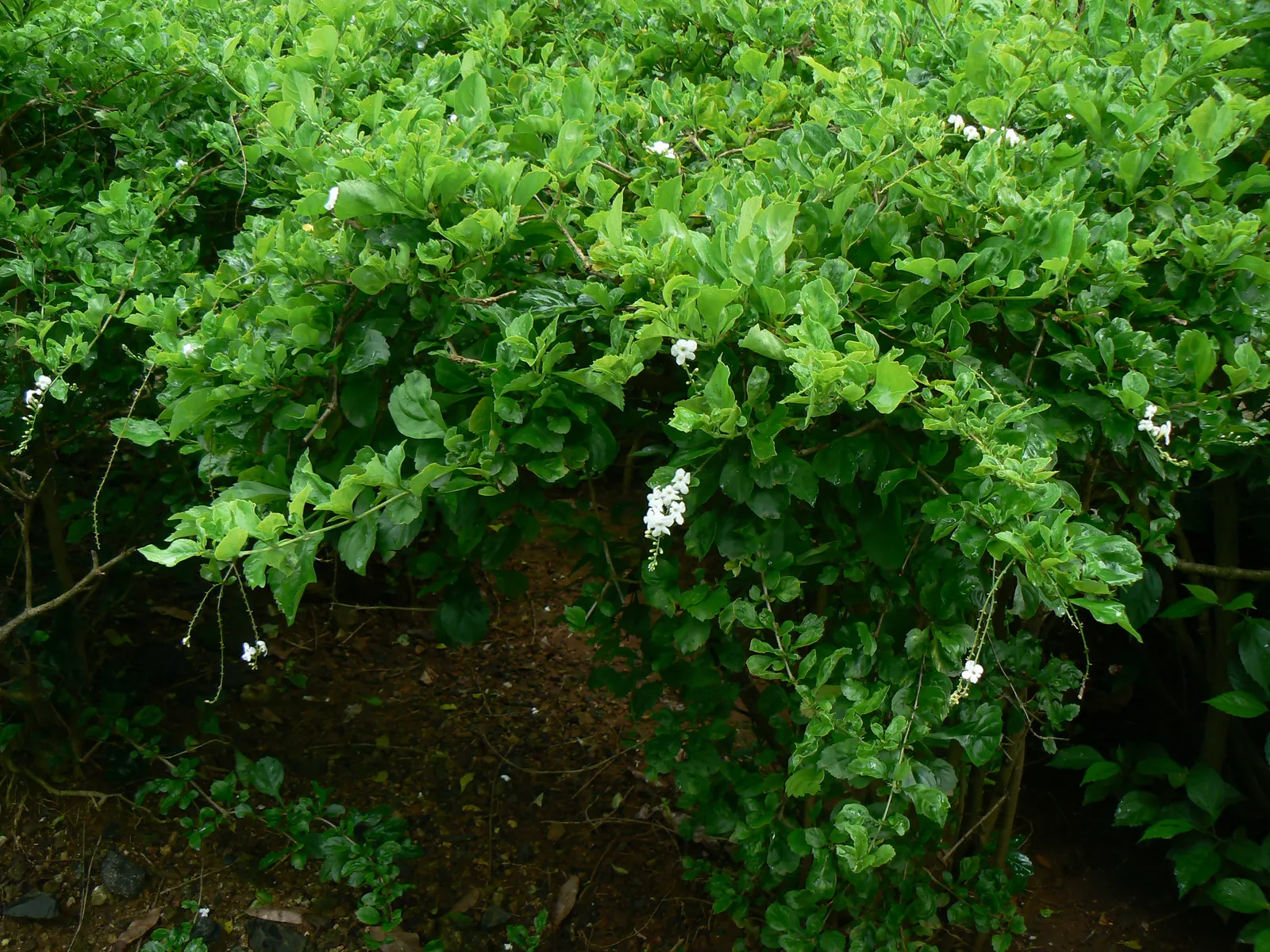 White Sky Flower (Duranta Erecta 'Alba') — This botanical gem can reach a height of 5 to 8 feet and an approximate spread of 3 to 5 feet