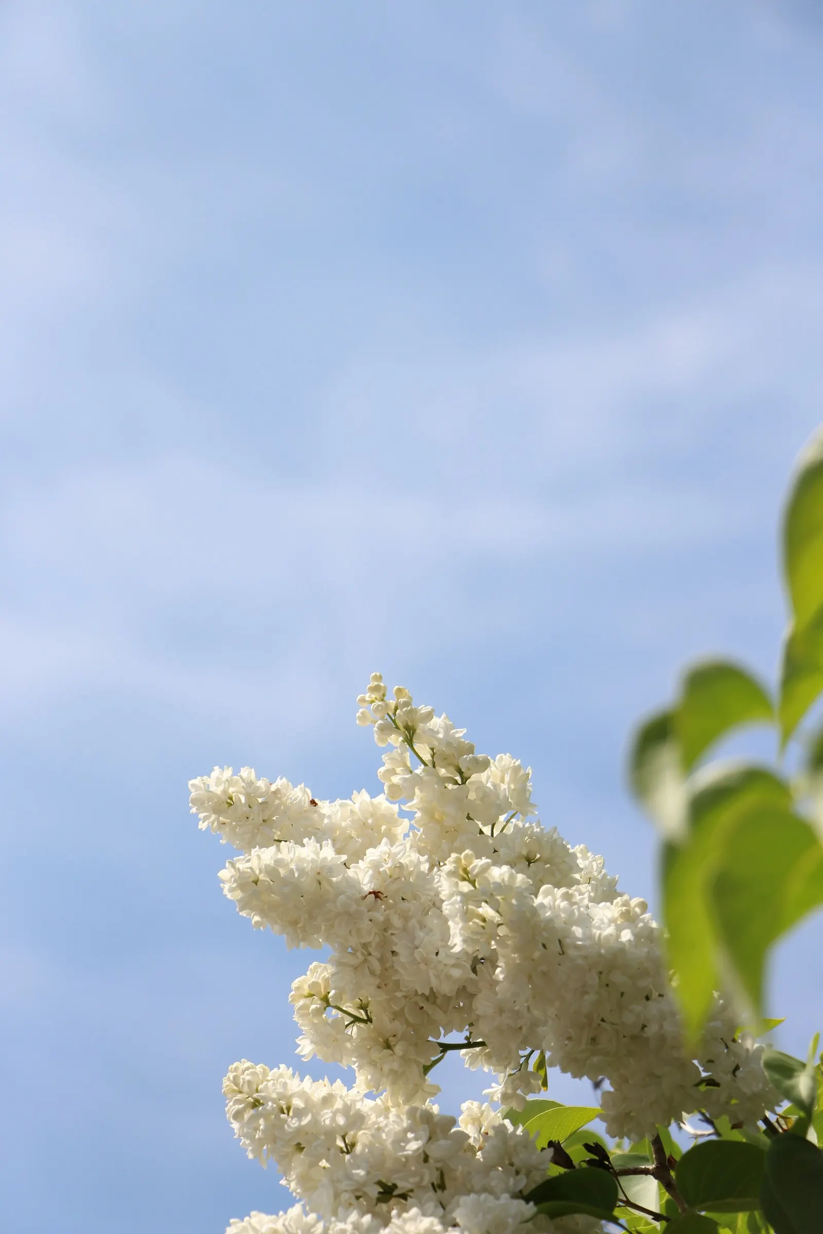 White Sky Flower (Duranta Erecta 'Alba') — Loves full sun and well-drained soil