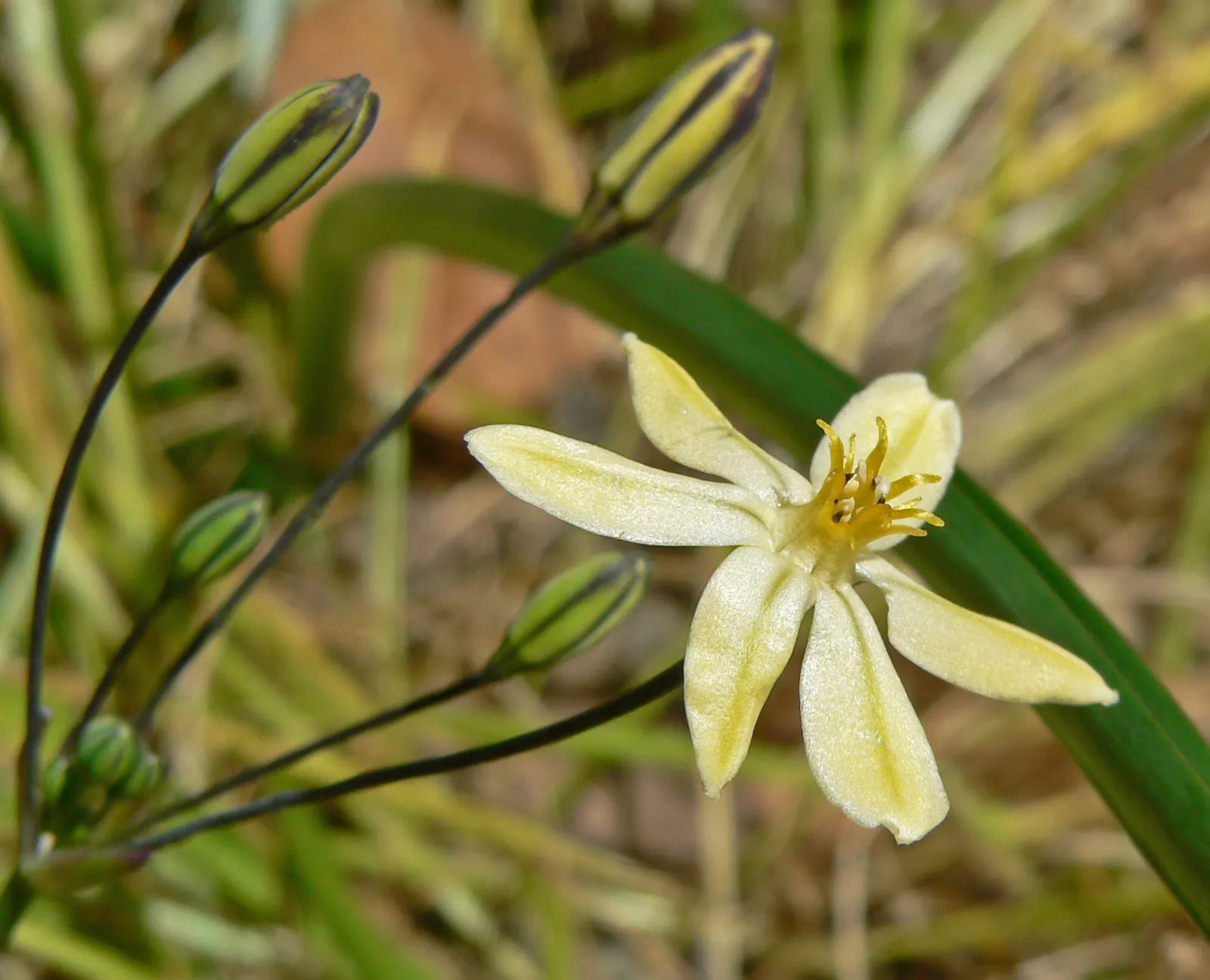 Pretty Face, Golden Brodiaea (Triteleia Ixioides) — star-shaped yellow flowers