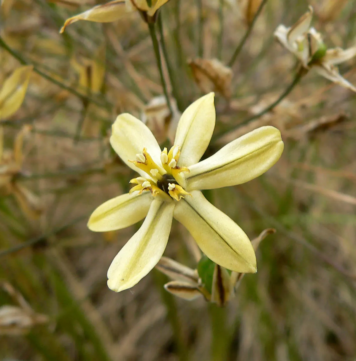 Pretty Face, Golden Brodiaea (Triteleia Ixioides) — the Pretty Face typically blooms from late spring into early summer