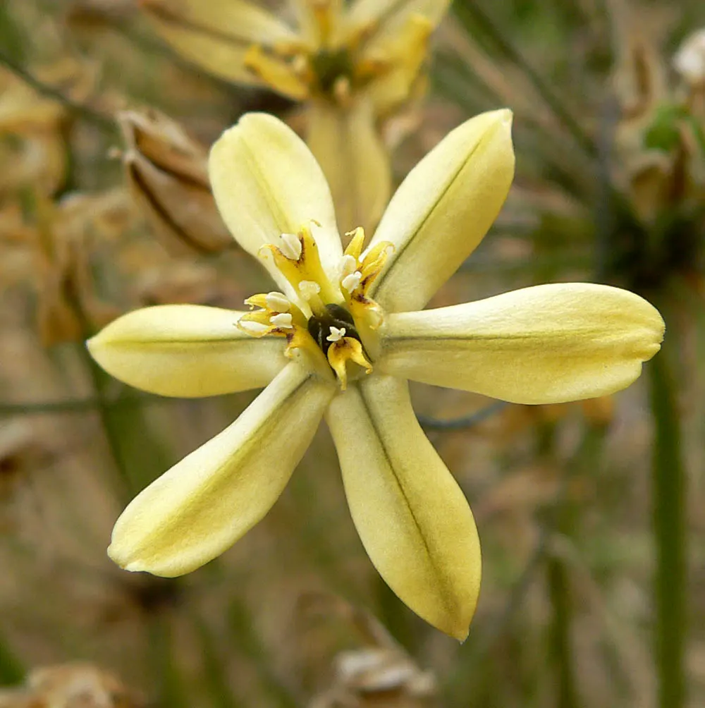 Pretty Face, Golden Brodiaea (Triteleia Ixioides) — is a charming perennial bulb native to the Western United States