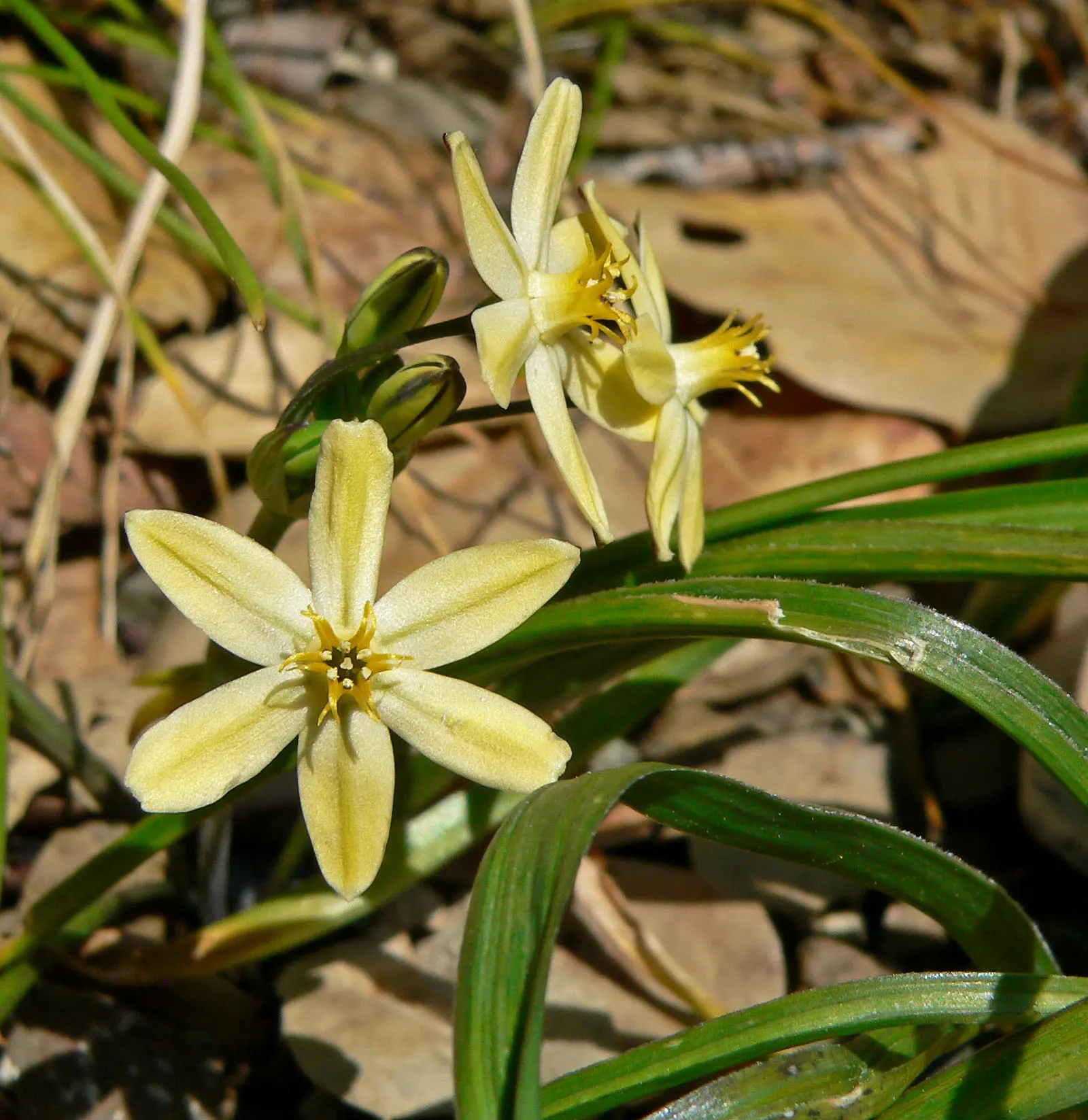 Pretty Face, Golden Brodiaea (Triteleia Ixioides) — particularly flourishing in the sunny expanses of California