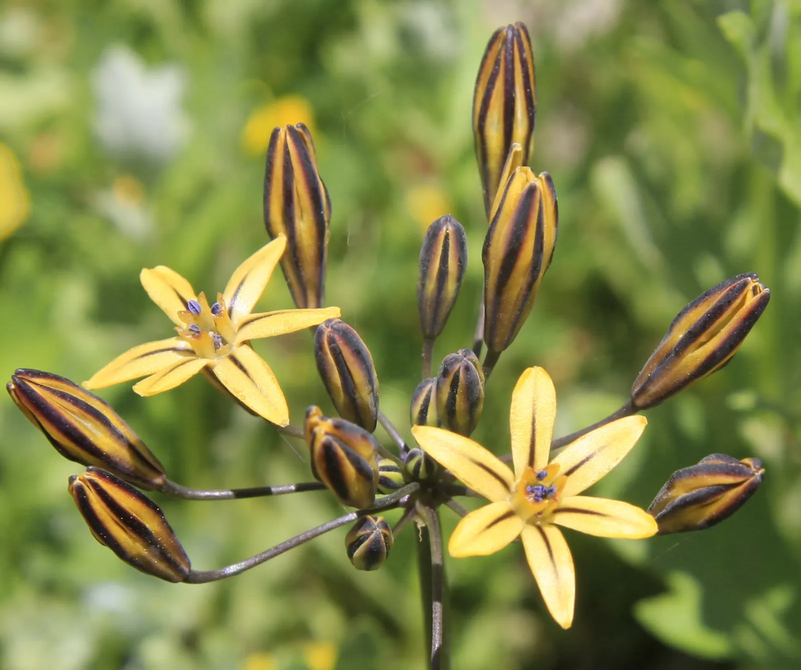 Pretty Face, Golden Brodiaea (Triteleia Ixioides) — Spread is typically around 6-12 inches