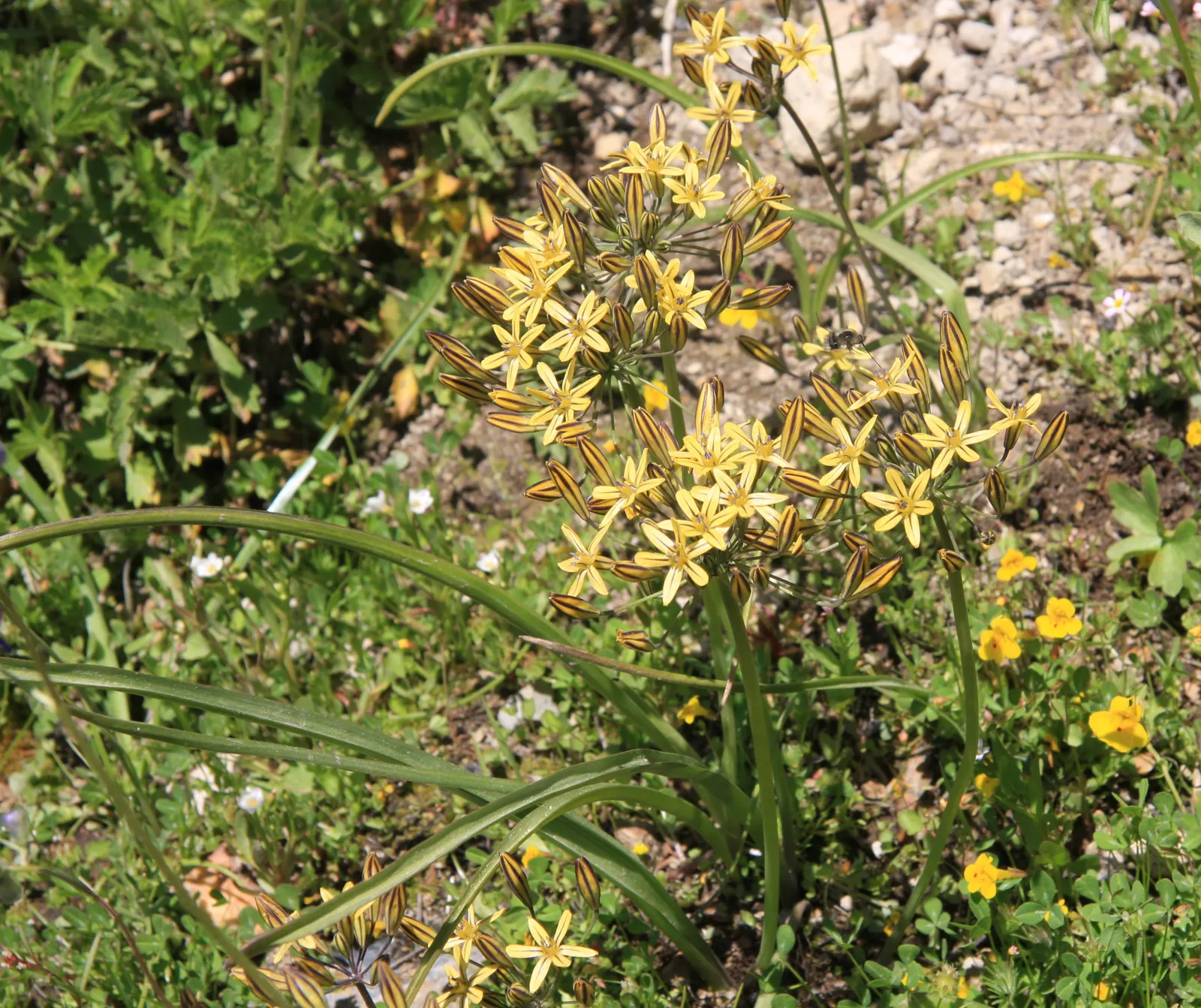 Pretty Face, Golden Brodiaea (Triteleia Ixioides) — A drought-tolerant species, it's ideal for xeriscaping or adding a pop of color in rock gardens and borders