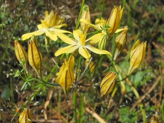 Pretty Face, Golden Brodiaea (Triteleia Ixioides) — Triteleia ixioides, commonly known as Pretty Face or Golden Brodiaea, is a charming bulbous perennial
