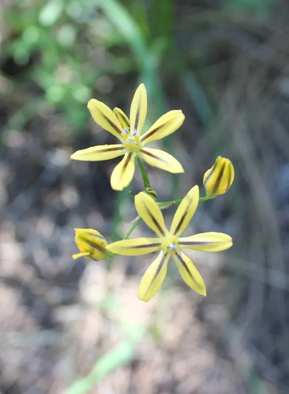 Pretty Face, Golden Brodiaea (Triteleia Ixioides) — also known as Golden Brodiaea or by its scientific name
